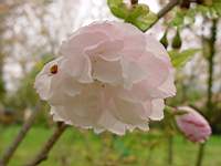 pr ser okiku zakura.JPG